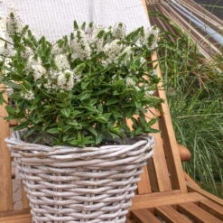 Hebe Weiß, Topf-Ø 19 Cm, 2er-Set -Die grüne Ecke 0690100082 koelle hebe t19 weiss jenna 1 68805