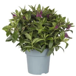 Hebe Lila, Topf-Ø 15 Cm, 3er-Set -Die grüne Ecke 0690100125 koelle hebe t15 magenta nikka 1 68834