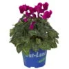 Alpenveilchen 'Outland', Lila, Topf-Ø 10,5 Cm, 6er-Set -Die grüne Ecke 0690100131 koelle cyclamen t105 lila outland 1 68833 1