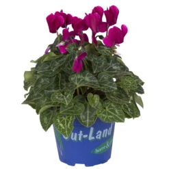 Alpenveilchen 'Outland', Lila/rosa, Topf-Ø 10,5 Cm, 6er-Set -Die grüne Ecke 0690100131 koelle cyclamen t105 lila outland 1 68833