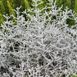 Mixtopf 'Silberstruktur', 3er-Set, Grau-silber, Topf 13 Cm Ø -Die grüne Ecke 0690100135 Calocephalus brownii 12 13cm Topf 01 43993 1