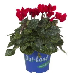 Alpenveilchen 'Outland', Rot/weiß, Topf-Ø 10,5 Cm, 6er-Set -Die grüne Ecke 0690100139 koelle cyclame t10 5 rot outland 1 68830