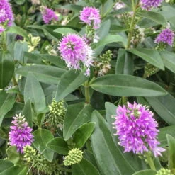 Hebe Rosa-pink, Topf-Ø 19 Cm, 2er-Set -Die grüne Ecke 0690100141 koelle hebe t19 pink kamilla 1 68799