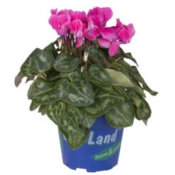 Alpenveilchen 'Outland', Rosa/weiß, Topf-Ø 10,5 Cm, 6er-Set -Die grüne Ecke 0690100158 koelle cyclame t10 5 outland 1 68826 2