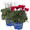 Alpenveilchen 'Outland', Rot/weiß, Topf-Ø 10,5 Cm, 6er-Set -Die grüne Ecke 0690100256 Cyclamen weiss und rot Set 6Stueck 1 79441