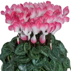 Alpenveilchen 'Indiaka® Geflammt, Farben Zufällig, Topf-Ø 12cm, 3er-Set -Die grüne Ecke 0690100290 koelle Cyclame Indiaka Salmon geflammt 6er Set 79801 1