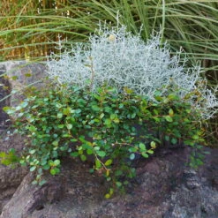 Calocephalus & Mühlenbeckie, Topf-Ø 23 Cm -Die grüne Ecke 0690100359 Calocephalus Muehlenbeckia XXL Schale T27 Mueca WS 2 94958