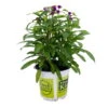 Kugelamarant, Lila, Topf-Ø 12 Cm, 6er-Set -Die grüne Ecke 0690100361 Gomphrena globosa T10 5 Kugelamarant 6er Set 5 95047