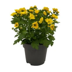 Chrysanthemen 'Swifty', Gelb, Topf-Ø 12 Cm, 6er-Set -Die grüne Ecke 0690110158 Chrysanthemum indicum Swifty T12 gelb 6er Set WS 1 95628