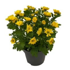 Chrysanthemen 'Swifty', Farben Zufällig, Topf-Ø 12 Cm, 6er-Set -Die grüne Ecke 0690110158 Chrysanthemum indicum Swifty T12 gelb 6er Set WS 2 95629 1