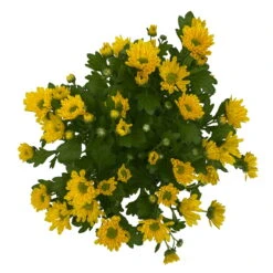 Chrysanthemen 'Swifty', Farben Zufällig, Topf-Ø 12 Cm, 6er-Set -Die grüne Ecke 0690110158 Chrysanthemum indicum Swifty T12 gelb 6er Set WS 4 95630 1