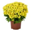 Chrysanthemen 'Swifty', Gelb, Topf-Ø 12 Cm, 6er-Set -Die grüne Ecke 0690110158 Chrysanthemum indicum gelb Swifty 6er Set 1 79192