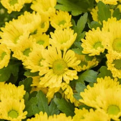 Chrysanthemen 'Swifty', Farben Zufällig, Topf-Ø 12 Cm, 6er-Set -Die grüne Ecke 0690110158 Chrysanthemum indicum gelb Swifty 6er Set 2 79193 1