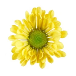 Chrysanthemen 'Swifty', Gelb, Topf-Ø 12 Cm, 6er-Set -Die grüne Ecke 0690110158 Chrysanthemum indicum gelb Swifty 6er Set 79194