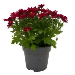 Chrysanthemen 'Swifty', Rot, Topf-Ø 12 Cm, 6er-Set -Die grüne Ecke 0690110160 Chrysanthemum indicum Swifty T12 rot 6er Set WS 1 95634 1
