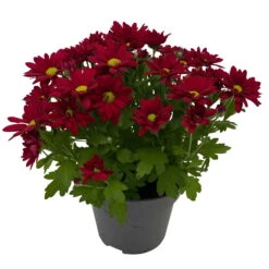 Chrysanthemen 'Swifty', Farben Zufällig, Topf-Ø 12 Cm, 6er-Set -Die grüne Ecke 0690110160 Chrysanthemum indicum Swifty T12 rot 6er Set WS 3 95635