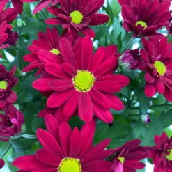 Chrysanthemen 'Swifty', Farben Zufällig, Topf-Ø 12 Cm, 6er-Set -Die grüne Ecke 0690110160 Chrysanthemum indicum Swifty T12 rot 6er Set WS 4 95582