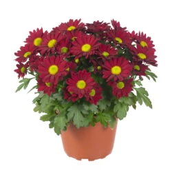 Chrysanthemen 'Swifty', Rot, Topf-Ø 12 Cm, 6er-Set -Die grüne Ecke 0690110160 Chrysanthemum indicum rot Swifty 6er Set 2 79197