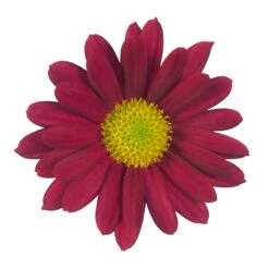 Chrysanthemen 'Swifty', Rot, Topf-Ø 12 Cm, 6er-Set -Die grüne Ecke 0690110160 Chrysanthemum indicum rot Swifty 6er Set 79199