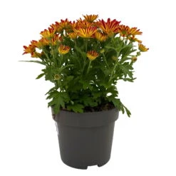 Chrysanthemen 'Swifty', Orange, Topf-Ø 12 Cm, 6er-Set -Die grüne Ecke 0690110161 Chrysanthemum indicum Swifty T12 orange bicolor 6er Set WS 1 95636