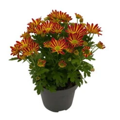 Chrysanthemen 'Swifty', Orange, Topf-Ø 12 Cm, 6er-Set -Die grüne Ecke 0690110161 Chrysanthemum indicum Swifty T12 orange bicolor 6er Set WS 2 95637
