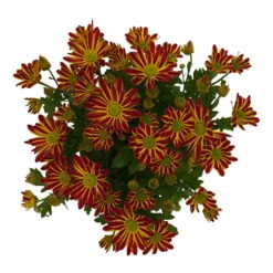 Chrysanthemen 'Swifty', Orange, Topf-Ø 12 Cm, 6er-Set -Die grüne Ecke 0690110161 Chrysanthemum indicum Swifty T12 orange bicolor 6er Set WS 3 95638