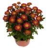 Chrysanthemen 'Swifty', Orange, Topf-Ø 12 Cm, 6er-Set -Die grüne Ecke 0690110161 Chrysanthemum indicum orange Swifty 6er Set 1 79200