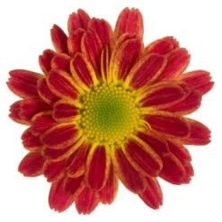 Chrysanthemen 'Swifty', Orange, Topf-Ø 12 Cm, 6er-Set -Die grüne Ecke 0690110161 Chrysanthemum indicum orange Swifty 6er Set 79201
