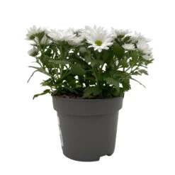 Chrysanthemen 'Swifty', Weiß, Topf-Ø 12 Cm, 6er-Set -Die grüne Ecke 0690110162 Chrysanthemum indicum Swifty T12 weiss 6er Set WS 2 95639