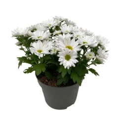 Chrysanthemen 'Swifty', Farben Zufällig, Topf-Ø 12 Cm, 6er-Set -Die grüne Ecke 0690110162 Chrysanthemum indicum Swifty T12 weiss 6er Set WS 3 95640 1