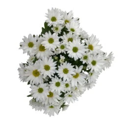 Chrysanthemen 'Swifty', Weiß, Topf-Ø 12 Cm, 6er-Set -Die grüne Ecke 0690110162 Chrysanthemum indicum Swifty T12 weiss 6er Set WS 4 95641