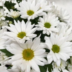 Chrysanthemen 'Swifty', Weiß, Topf-Ø 12 Cm, 6er-Set -Die grüne Ecke 0690110162 Chrysanthemum indicum Swifty T12 weiss 6er Set WS 6 95581