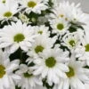 Chrysanthemen 'Swifty', Weiß, Topf-Ø 12 Cm, 6er-Set -Die grüne Ecke 0690110162 Chrysanthemum indicum Swifty T12 weiss 6er Set WS 7 95580