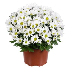 Chrysanthemen 'Swifty', Weiß, Topf-Ø 12 Cm, 6er-Set -Die grüne Ecke 0690110162 Chrysanthemum indicum weiss Swifty 6er Set 1 79202