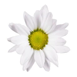 Chrysanthemen 'Swifty', Weiß, Topf-Ø 12 Cm, 6er-Set -Die grüne Ecke 0690110162 Chrysanthemum indicum weiss Swifty 6er Set 79203