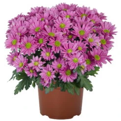 Chrysanthemen 'Swifty', Farben Zufällig, Topf-Ø 12 Cm, 6er-Set -Die grüne Ecke 0690110163 Chrysanthemum indicum Swifty T12 rosa 6er Set 1 95349 1