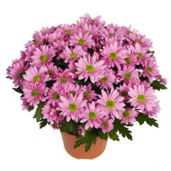 Chrysanthemen 'Swifty', Farben Zufällig, Topf-Ø 12 Cm, 6er-Set -Die grüne Ecke 0690110163 Chrysanthemum indicum Swifty T12 rosa 6er Set 1 95347 1