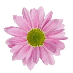 Chrysanthemen 'Swifty', Rosa, Topf-Ø 12 Cm, 6er-Set -Die grüne Ecke 0690110163 Chrysanthemum indicum Swifty T12 rosa 6er Set 3 95348