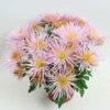Chrysanthemen Spider Anansi™ Pink, Spinnenblütig, Topf 14 Cm Ø, 4er-Set -Die grüne Ecke 0690110182 Chrysanthemum Anansi Pink 79326