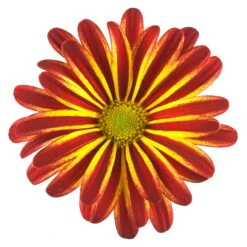 Chrysanthemen 'Rainbow Circus' Rot-gelb Gestreift Topf-Ø 14 Cm, 4er-Set -Die grüne Ecke 0690110190 Chrysanthemum Rainbow Circus image001 79350