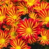 Chrysanthemen 'Rainbow Circus' Rot-gelb Gestreift Topf-Ø 14 Cm, 4er-Set -Die grüne Ecke 0690110190 Chrysanthemum Rainbow Circus image007 79346