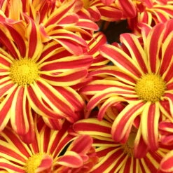 Chrysanthemen 'Rainbow Circus' Rot-gelb Gestreift Topf-Ø 14 Cm, 4er-Set -Die grüne Ecke 0690110190 Chrysanthemum Rainbow Circus image008 79349