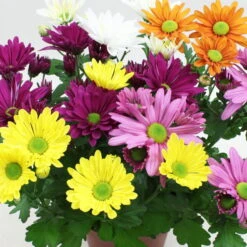 Chrysanthemen 'Quintett' Bunt, Topf-Ø 14 Cm, 4er-Set -Die grüne Ecke 0690110197 Chrysanthemum Roch and Roll 1 126781