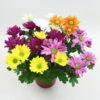 Chrysanthemen 'Quintett' Bunt, Topf-Ø 14 Cm, 4er-Set