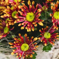 Chrysanthemen 'Splash Energy', Rot-gelb, Topf-Ø 14 Cm, 4er-Set -Die grüne Ecke 0690110198 Chrysanthemum Splash Energy image003 79361