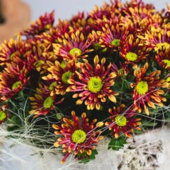 Chrysanthemen 'Splash Energy', Rot-gelb, Topf-Ø 14 Cm, 4er-Set -Die grüne Ecke 0690110198 Chrysanthemum Splash Energy image006 79358