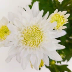 Chrysanthemen 'Chrysanne® Grandezza White', Weiß, Topf-Ø 13 Cm, 6er-Set -Die grüne Ecke 0690110205 Koelle Chrysanthemum indicum Chrysanne Grandezza White Set 6 16 81524