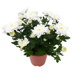 Chrysanthemen 'Chrysanne® Grandezza White', Weiß, Topf-Ø 13 Cm, 6er-Set -Die grüne Ecke 0690110205 Koelle Chrysanthemum indicum Chrysanne Grandezza White Set 6 21 81601