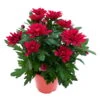 Chrysanthemen 'Chrysanne® Grandezza Red', Rot, Topf-Ø 13 Cm, 6er-Set