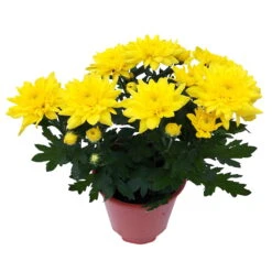 Chrysanthemen 'Chrysanne® Grandezza Yellow', Gelb, Topf-Ø 13 Cm, 6er-Set -Die grüne Ecke 0690110207 Chrysantheme Grandezza gelb image003 81602